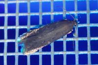 Aproaerema sangiella