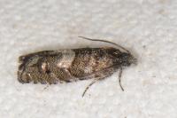 Pammene splendidulana