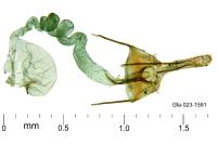 Coleophora texanella