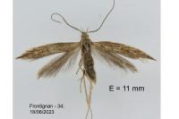 Coleophora texanella