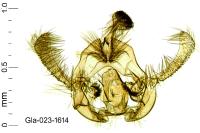 Endothenia gentianaeana