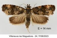 Endothenia gentianaeana