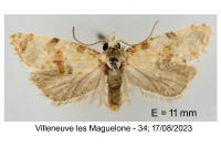 Neocochylis molliculana