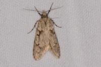 Diurnea fagella