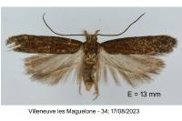 Scrobipalpa monochromella