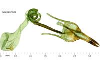 Coleophora salicorniae