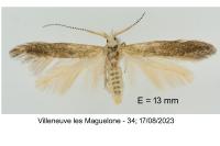Coleophora salicorniae