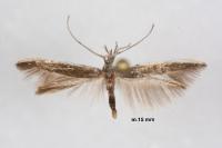 Coleophora zernyi
