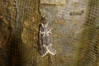 Diurnea fagella