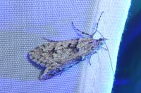 Diurnea fagella
