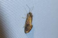 Dyseriocrania subpurpurella