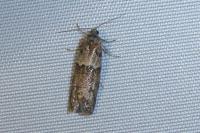Tortricodes alternella