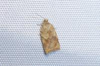 Acleris ferrugana/notana