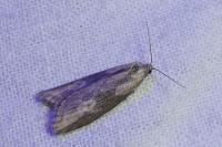 Doloploca punctulana