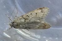 Diurnea fagella
