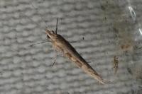 Plutella xylostella