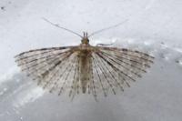 Alucita hexadactyla