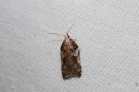 Acleris cristana