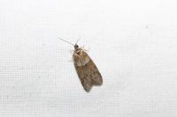 Tortricodes alternella