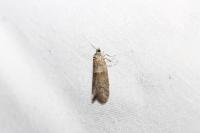 Tortricodes alternella