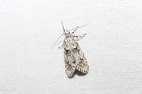 Diurnea fagella