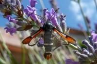 Pyropteron chrysidiforme