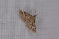 Alucita hexadactyla/bidentata