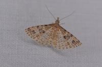 Alucita hexadactyla/bidentata
