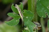 Plutella xylostella