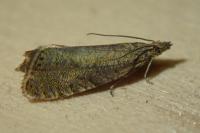 Dichrorampha alexandrae