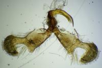 Dichrorampha alexandrae