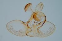 Argyresthia chrysidella