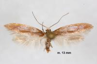 Argyresthia chrysidella