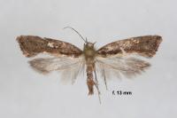 Acrolepiopsis vesperella