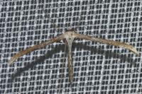 Emmelina monodactyla