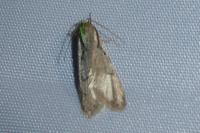 Semioscopis avellanella