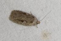 Agonopterix ocellana