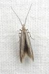 Coleophora grotenfelti