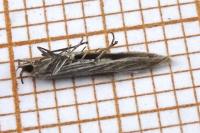 Coleophora grotenfelti