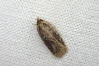 Agonopterix ciliella/heracliana