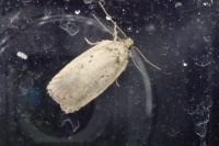 Agonopterix yeatiana