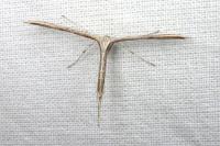 Emmelina monodactyla