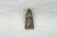 Tortricodes alternella