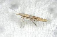 Ypsolopha mucronella