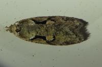Semioscopis steinkellneriana