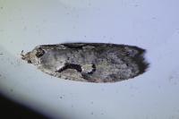 Semioscopis steinkellneriana