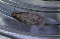 Depressaria
