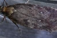 Depressaria