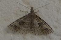 Alucita hexadactyla