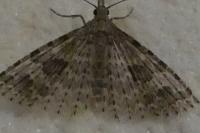 Alucita hexadactyla